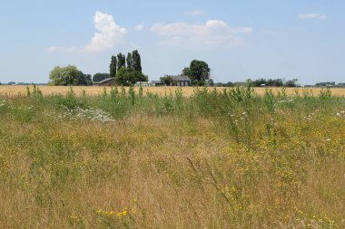 Margueritlerle, kuş ayağı tırabzanları ve çiçeklerle dolu kırsal bir arazi. Bir çiftliğin, bir tarlanın ve mavi bir gökyüzünün önünde.