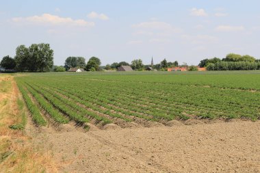 Bir patates tarlası, yükseltilmiş yataklar, yeşil bitkiler ve küçük bir köy ve mavi gökyüzü. Hollanda 'nın arka planında ilkbaharda.