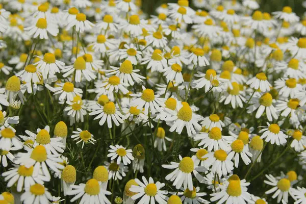 Duża Grupa Rumianek Kwiaty Zbliżenie Skraju Wsi — Zdjęcie stockowe
