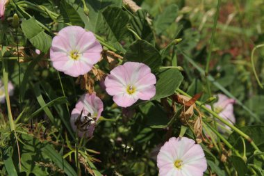 Kırsal kesimdeki bir tarlada üç pembe bağcık ağacı çiçeği birbirine yakın duruyor.