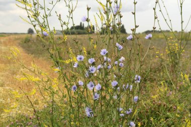 Büyük bir tarla kenarının önünde güzel mavi çiçekleri olan yabani bir hindiba. Yazın kırlarda farklı yabani çiçekler.
