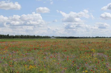 Kırmızı gelincikler, mor ve sarı çiçeklerle dolu güzel bir çiçek tarlası ve yazın kırsalda beyaz bulutlarla dolu mavi bir gökyüzü.