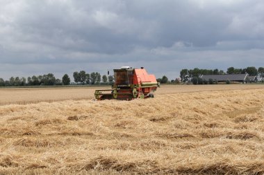 Eski bir kırmızı hasatçı, Hollanda kırsalındaki tarlada buğday hasat ediyor. Önünde bir sürü saman ve arka planında koyu gri bir gökyüzü var.