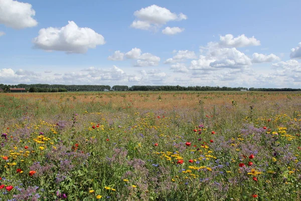 Yazın Hollanda 'nın kırsalında güzel bir çiçek tarlası. Üzerinde mavi bir gökyüzü, çiçekli bulutlar, haşhaş ve glebioniler var.