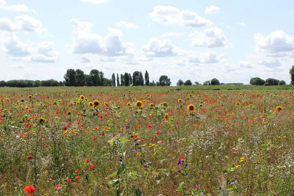 Yazın Hollanda kırsalında sarı ayçiçekleri ve kırmızı gelincikleriyle güzel bir çiçek tarlası.