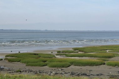 Dalgalı deniz gel-git sahili üzerinde yuvarlanıyor. Çamurlu yeşil çimen kamburu ve Zeeland 'deki Hollanda kıyılarında yükselen gelgit.
