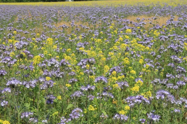 Grande Grupo Com Flores Phacelia Colza Amarela Uma Margem Campo — Fotografia de Stock