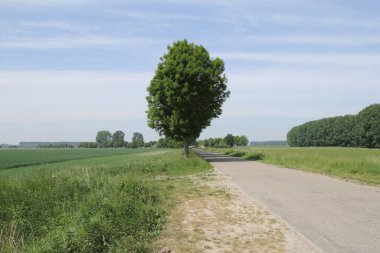 Tarlalar arasında ağaçlarla dolu bir köy yolu. Hollanda 'nın kırsal kesimlerinde ekinler yetişiyor.