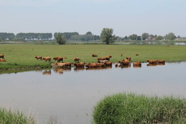 Bir kahverengi dağ ineği sürüsü, Hollanda 'nın kırsal kesimlerinde baharın ılık bir gününde yeşil bir çayırın yanında suyla bir derede banyo yapıyor.