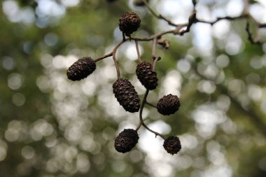 Kara alder kozalakları sonbaharda ormanda yakınlaşır ve arka plan bokeh olur.