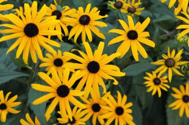 Bahçedeki güzel sarı rudbeckia çiçeklerinden oluşan bir grubun üst görüntüsü.