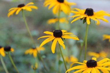 Çiçek bahçesinde bir kaç sarı çiçek.