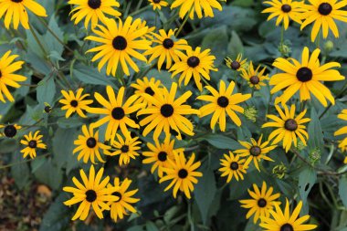 Bir grubun en üst görüntüsü Güzel sarı koni çiçekleri yakın çekim