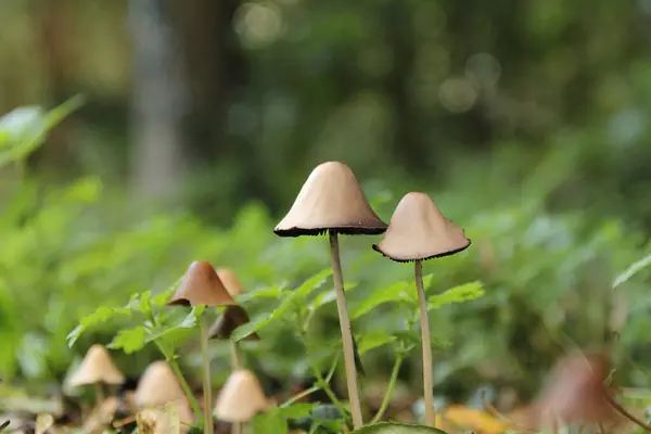 two beautiful little mushrooms with a light brown cap and a green background in a forest in autumn