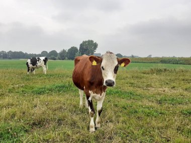 a brown cow and a cattle are standing in a green meadow closeup in the countryside in the netherlands clipart