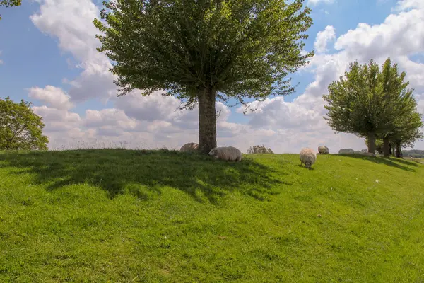 stock image a green dike with pollard willows and grazing sheep and sheep sleeping under the trees and a blue sky with clouds in springtime in holland