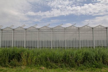 Zeeland 'in Hollanda kırsalındaki yeşil bir tarlaya yakın cam seraların önünde domates, sebze ve bulutlu gökyüzü yetiştirmek için.