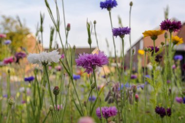 Yazın küçük bir köyde, halka açık bir bahçede, güzel çiçekler kapanıyor.