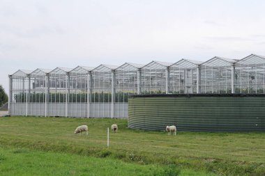 Hollanda kırsalında yeşil bir alanda büyük bir sera kompleksi ve arka planda beyaz bir gökyüzü.