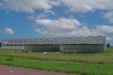 Koyunlu yeşil bir tarlada bir sera kompleksi ve Hollanda kırsalında bulutlu mavi bir gökyüzü.