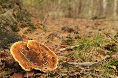 a beautiful velvet top fungus with a yellow edge at the soil of a coniferous forest in autumn clipart