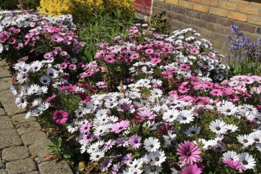 Bir grup beyaz ve pembe İspanyol Marguerite İlkbaharda bir çiçek bahçesinde