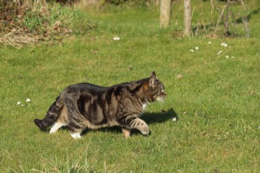 Güzel, gri bir kedi baharın güneşli bir gününde çimlerle yeşil bir tarlada yürüyor.