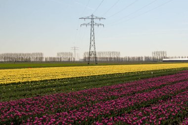 Mor ve sarı laleleri ve tarlada büyük elektrik direkleriyle güzel bir çiçek tarlası.