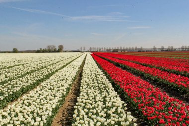 Hollanda kırsalında güzel bir ampul tarlası. Baharda uzun sıra beyaz ve kırmızı laleler ve mavi gökyüzü.