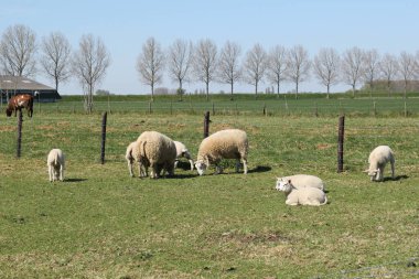 Küçük kuzuları olan bir koyun sürüsü baharda Hollanda kırsalında yeşil bir çayırda otluyor.