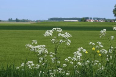 Önünde beyaz maydanozlu yeşil buğday tarlası ve Hollanda kırsalında mavi bir gökyüzü. 
