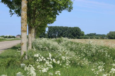 İlkbaharda Hollanda 'nın kırsal kesimlerinde maydanozlu beyaz ineklerle dolu bir kırsal alan.