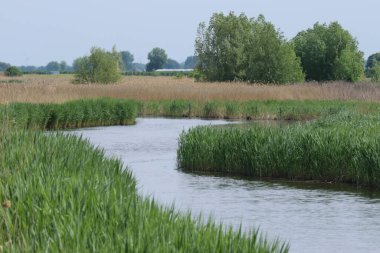 Bahar zamanı, Hollanda 'nın kırsal kesimlerinde yeşil kamış yatakları olan güzel bir dere.