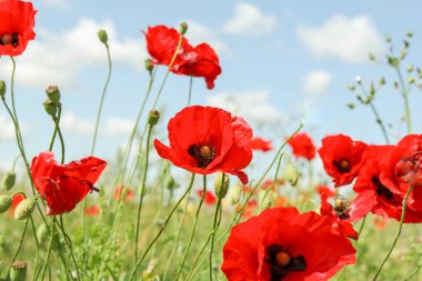 Güzel kırmızı gelincikler yakın planda ve bulutlu mavi gökyüzü