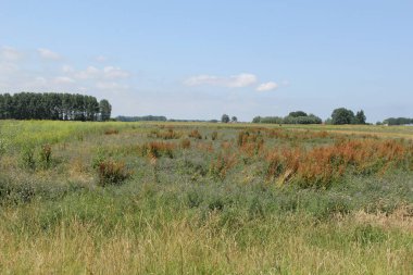 Hollanda 'nın yaz aylarında kırsal kesimlerinde böcek ve keklikler için yabani çiçeklerle dolu geniş bir alan boşluğu.