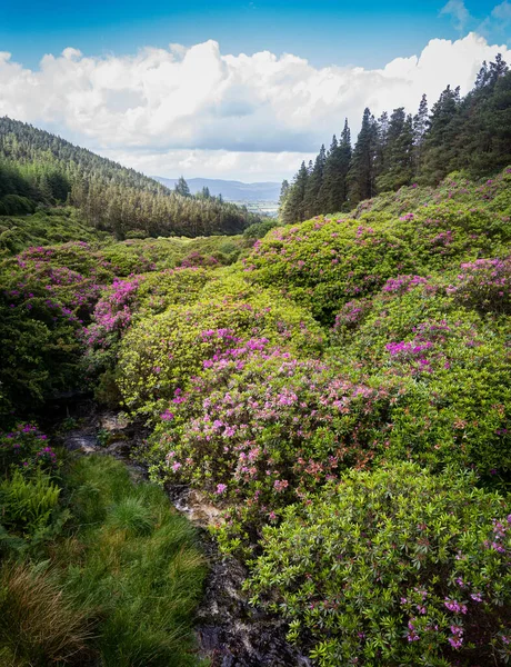 Beautiful picturesque scenic green valley and colourful blooming purple rhododendron bushes in the Vee Pass, Knockmealdown Mountains, between Tipperary and Waterford, Ireland. Portrait orientation.