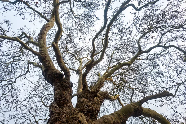 Gespenstisch Verdrehte Äste Einer Alten Baobab Platane Mit Dickem Knubbeligem — Stockfoto