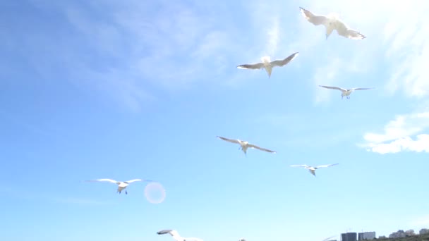 Gaivotas Voar Céu Muitas Gaivotas Brancas Voando Céu Azul Dia — Vídeo de Stock