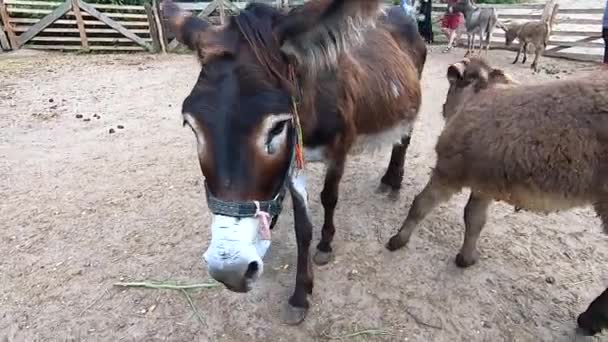 Eselsmutter Mit Hengstfohlen Auf Der Koppel Vor Dem Eselhof Schnauzbart — Stockvideo