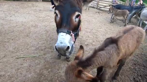 Mom Donkey Baby Colt Paddock Donkey Farm Head Muzzle Closeup — Stock Video