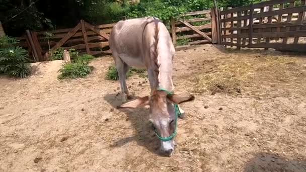 Eşek Çiftliğindeki Çiftlik Hayvanı Ağılında Güneşli Bir Günde Eşek Otlağı — Stok video