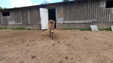 Eşek çiftliğindeki çiftlik hayvanlarının otlaklarında ahırdan çıkan uzun kahverengi saçlı, sevimli, tüylü bir tay eşeği. Evcil tay, evcil hayvanlar, hayvancılık. Çiftlik hayvanları ağılında yetiştiriliyor. Tarım tarımı