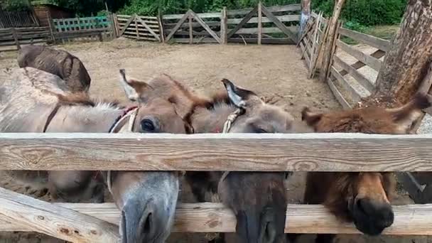 Three Muzzles Donkeys Peek Wooden Fence Donkey Farm Girl Stroking — Stock Video
