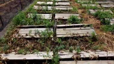 Salyangoz çiftliği. Kapalı alanda salyangoz çiftliğinde salyangozların yetiştiği tahtalar. Salyangoz yetiştiriciliği. Çiftlikte salyangoz yetiştiriyorum. Güneşli bir günde yenilebilir salyangoz yetiştirmek için çiftlik.