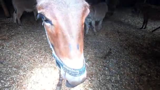 驴子从谷仓出来了驴子嘴闭合特写 牛畜栏 Corral的牲畜 畜牧业 畜牧业 畜牧业养殖 — 图库视频影像
