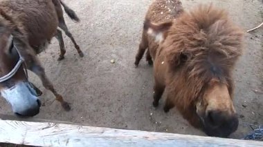 Kahverengi, küçük, tüylü bir eşek ve çitin yanında yetişkin eşekler. Eşek ağızlığı yakın plan. Sığır ağılı. Çiftlik hayvanları için ağıl. Çiftlik hayvanı yetiştiriciliği. Tarım Tarım Çiftliği Hayvan Çiftliği