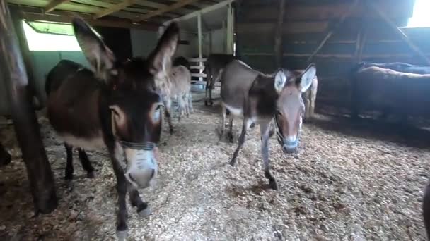 Çiftlik Hayvanlarının Kulübesinde Bir Sürü Eşek Var Eşek Ağızlığı Yakın — Stok video