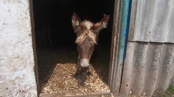Kleine Flauschige Eselsfohlen Stehen Eingang Zur Scheune Rinderstall Gehege Für — Stockvideo