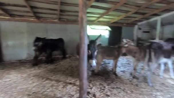 许多驴子站在畜棚里 驴子嘴闭合特写 牛畜栏 Corral的牲畜 畜牧业 畜牧业 畜牧业养殖 — 图库视频影像