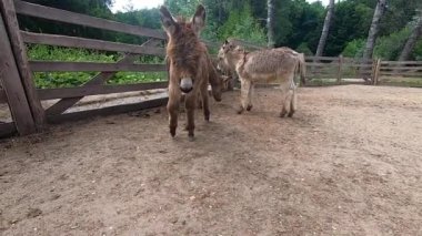 Ağaç çitlerinin yanında kahverengi, güzel, tüylü eşekler. Eşek ağızlığı yakın plan. Sığır ağılı. Çiftlik hayvanları için ağıl. Çiftlik hayvanı yetiştiriciliği. Tarım Tarım Çiftliği Hayvan Çiftliği